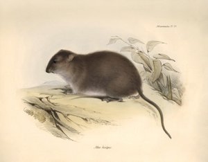 Zoologi: "Mus fuscipes" eller gnaveren fra den australske kyst beskrevet af Charles Darwin under hans opdagelsesrejse ombord på Beagle. Planche fra "The Zoology of the voyage of H.M.S. Beagle under the command of Captain Fitzroy during the years 1832 to af Unbekannter Künstler
