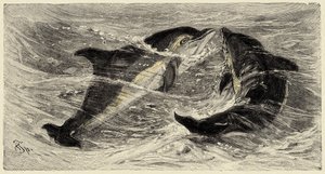 Zoologi: delfiner (delphinus delphis) beskrevet og illustreret af Carlo Vogt og Federico Specht i "Natural history illustree: mammals" 1884 af Unbekannter Künstler