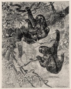 Zoologi: doven (Ai - Bradypus tridactylus) beskrevet og illustreret af Carlo Vogt og Federico Specht i "Illustree Natural History: Pattedyr" 1884 af Unbekannter Künstler