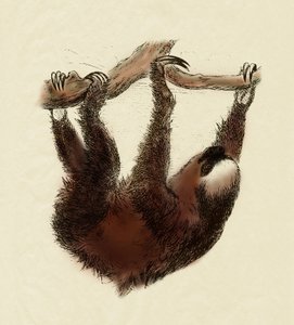 Zoologi: doven (Bradypus tridactylus) af Unbekannter Künstler