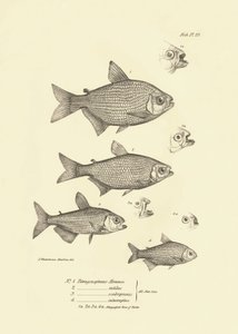 Zoologi: afbildning af fisken "Tetragonopterus Abramis, rutilus, scabripinnis, interruptus" beskrevet af Charles Darwin under hans rejse ombord på Beagle. Planche fra "The zoology of the voyage of H.M.S. Beagle under the command of Captaain Fitzroy dur af Unbekannter Künstler