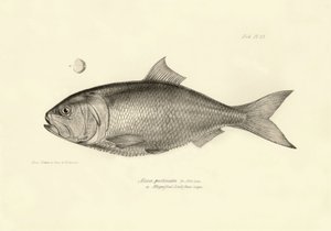 Zoologi: gengivelse af fisken "Alosa pectinata" beskrevet af Charles Darwin under hans rejse ombord på Beagle. Planche fra "The zoology of the voyage of H.M.S. Beagle under the command of Captaain Fitzroy during the years 1832-1836". af Unbekannter Künstler
