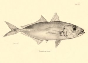 Zoologi: gengivelse af fisken "Caranx torvus" beskrevet af Charles Darwin under hans rejse om bord på Beagle. Planche fra "The zoology of the voyage of H.M.S. Beagle under the command of Captaain Fitzroy during the years 1832-1836". af Unbekannter Künstler