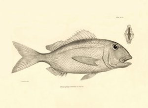 Zoologi: gengivelse af fisken "Chrysophrys taurina" beskrevet af Charles Darwin på hans rejse ombord på Beagle. Planche fra "The zoology of the voyage of H.M.S. Beagle under the command of Captaain Fitzroy during the years 1832-1836". af Unbekannter Künstler