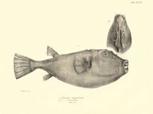 Zoologi: gengivelse af fisken "Tetrodon (Tetraodon) angusticeps" beskrevet af Charles Darwin under hans rejse ombord på Beagle. Planche fra "The zoology of the voyage of H.M.S. Beagle under the command of Captaain Fitzroy during the years 1832-18 af Unbekannter Künstler