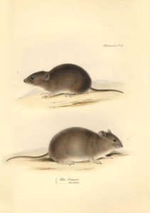 Zoologi: "Mus Renggeri" og "Mus obscurus" (rotter) beskrevet af Charles Darwin under hans opdagelsesrejse om bord på Beagle. Planche fra "The Zoology of the voyage of H.M.S. Beagle under the command of Captain Fitzroy during the years 1832 to 183 af Unbekannter Künstler