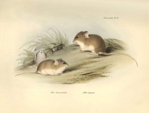 Zoologi: "Mus albimaculatus" og "Mus elegans" (mus) beskrevet af Charles Darwin under hans opdagelsesrejse om bord på Beagle. Planche fra "The Zoology of the voyage of H.M.S. Beagle under the command of Captain Fitzroy during the years 1832 to 18 af Unbekannter Künstler