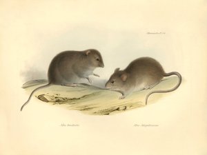 Zoologi: "Mus brachiotis" og Mus "Magellanicus" (rotter) beskrevet af Charles Darwin under hans opdagelsesrejse om bord på Beagle. Planche fra "The Zoology of the voyage of H.M.S. Beagle under the command of Captain Fitzroy during the years 1832 to 1 af Unbekannter Künstler