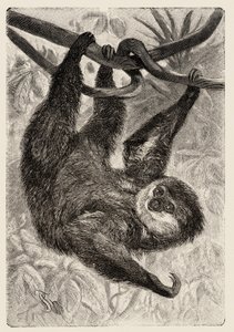 Zoologi: unau eller doven beskriver og illustrerer af Carlo Vogt og Federico Specht i "Natural history illustree: mammals" 1884 af Unbekannter Künstler