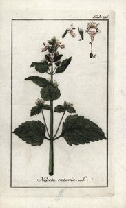 katary eller katary eller kattemynte (Nepeta cataria). Litografi fra "Afbeelding der Artseny-Gewassen" af Johannes Zorn (1739-1799), Holland. af Unbekannter Künstler