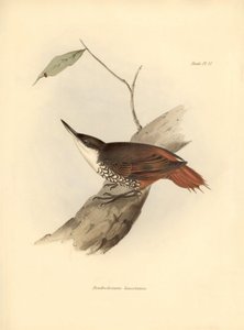ornitologi: "Dendrodamus leucosternus" fugl fra Sydamerika observeret og beskrevet af Charles Darwin (1809-1882). Planche fra "The zoology of the voyage of H.M.S. Beagle. Flight. III, Birds described by John Gould, with notice of their habits by Charl af Unbekannter Künstler