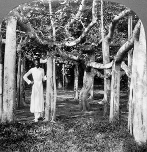 Blandt rødderne af et banyantræ, Calcutta, Indien, 1900-tallet. af Underwood and Underwood