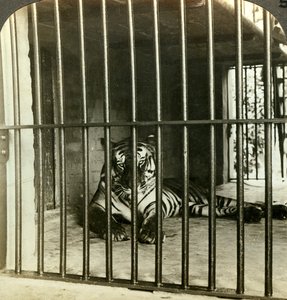 Fanget menneskeædende tiger beskyldt for 200 dødsfald, Calcutta, Indien, c1903.
