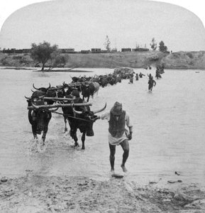 Fording the Modder River, Boer War, Sydafrika, 15. februar 1901. af Underwood and Underwood