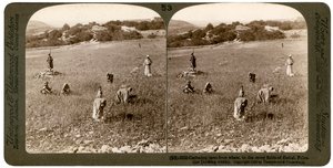 Indsamling af ukrudt fra hvede på de stenede marker i Bethel Baytin, Palæstina, 1900. af Underwood and Underwood