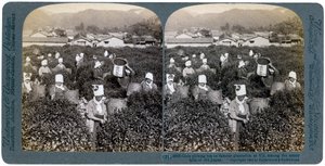 Piger plukker te på den berømte plantage i Uji, Japan, 1904 af Underwood and Underwood