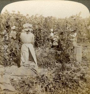 Humleplukning, Eugene, Oregon, USA. af Underwood and Underwood