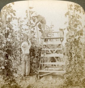 I Rich Hop District, Training the Vines, White River Valley, Washington, USA.