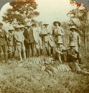 Tigerjagt, Cooch Behar, Vestbengalen, Indien, omkring 1900-tallet. af Underwood and Underwood