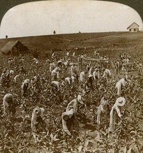 Tobaksmark, Montpeller, Jamaica, 1900. af Underwood and Underwood