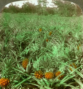 Hvor den lækre ananas vokser, Florida, USA, 1896. af Underwood and Underwood