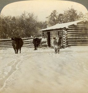 Vinter på en ranch, Montana, USA. af Underwood and Underwood