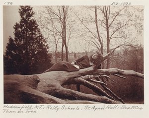 [Beatrice Thom på træ, Haddonfield, New Jersey]. af Unidentified