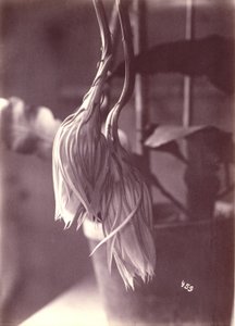 [Natblomstrende Cereus, lukket efter blomstring].