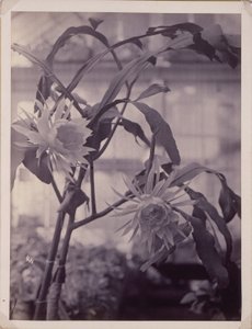 [Natblomstrende Cereus, i blomst]. af Unidentified