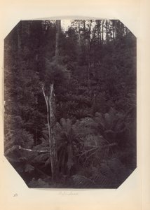 Australien - (Victoria og S. Australien) af Unknown