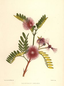 Flaskebørste, Callistemon linearis (Calistemon linearis) af Unknown
