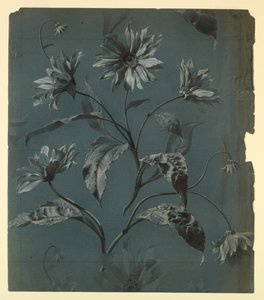 Design til tapet eller tekstil af Daisy-Type Flower med Repeat af Unknown