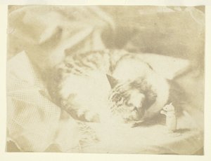 Fru Craiks kat af Unknown