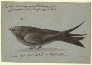 Nightjar af Unknown