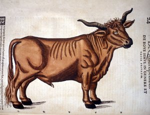 Et oksekød fra Historia Animalium af Conrad Gesner, Tiguri 1560. Biblioteca nazionale Braidense. Milano af Unknown artist