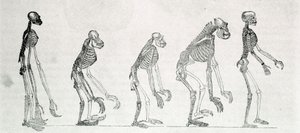 En sammenlignende undersøgelse af menneskets og abernes skeletter: gibbon, orang outan (orang-utang, orang outang, orangutang), chimpanse og gorilla. af Unknown artist