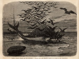 En kosmopolitisk sejlbåd, den hurtigste fisk i verden, takket være dens sejlformede finne på ryggen, forkastet på kysten og angrebet af krager. Gravering for at illustrere historien Quatre mois en Florida, af M. Pousselgue, i 1851-1852, udgivet i "" le tou af Unknown artist