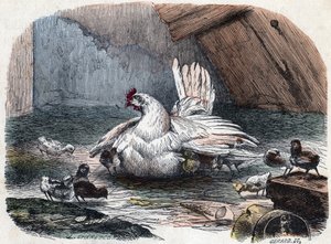 En høne beskytter sine unger mod kulden ved at strække sine vinger ud. af Unknown artist