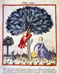 En mand klatrer på et oliventræ for at plukke sorte oliven. Belysning fra malkning af medicin og diætetik "" Tacuinum sanitatis"" af Unknown artist