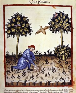 En mand plukker æg fra en agerhøns rede. Belysning fra malkning af medicin og diætetik "" Tacuinum sanitatis"" af Unknown artist