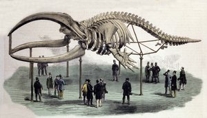 Et skelet af hvaler ved Royal College of Surgeons i London. 1800-tals gravering af Unknown artist