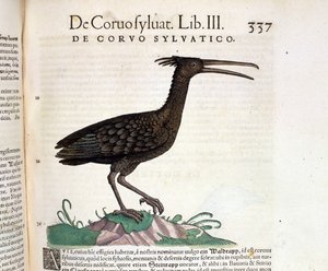 En vild ravn fra Historia Animalium af Conrad Gesner, Tiguri 1560. Biblioteca Nazionale Braidense. Milano af Unknown artist