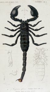 African Scorpion - Natural History Board af Unknown artist