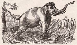 En elefant fanget i savannen, Afrika af Unknown