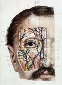 Anatomisk plade på øjet og dets omgivelser (afhudet) af Unknown artist