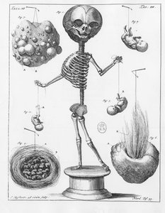 Anatomisk plade, der forestiller et skelet, af Frederik Ruysch (1638-1731), hollandsk anatom. af Unknown artist