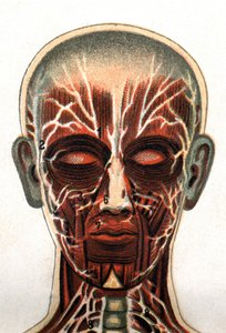 Anatomi: tværsnit af det menneskelige kranie, snit set forfra repræsenterer muskelsystemet. "Den nye naturlige medicin" af F.E. Bilz.1898. af Unknown artist