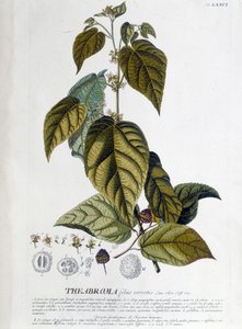 Arbroma teplante - botanisk bord af Unknown artist