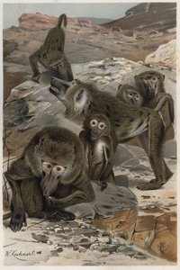 Bavian - Bavianer (Cercopithecinae) - gravering fra "" Brehms Dyreliv"" af Alfred Edmund Brehm (1829-1884) af Unknown artist