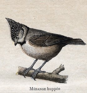Fugle nyttige til landbruget: Cupped Chickadee af Unknown artist